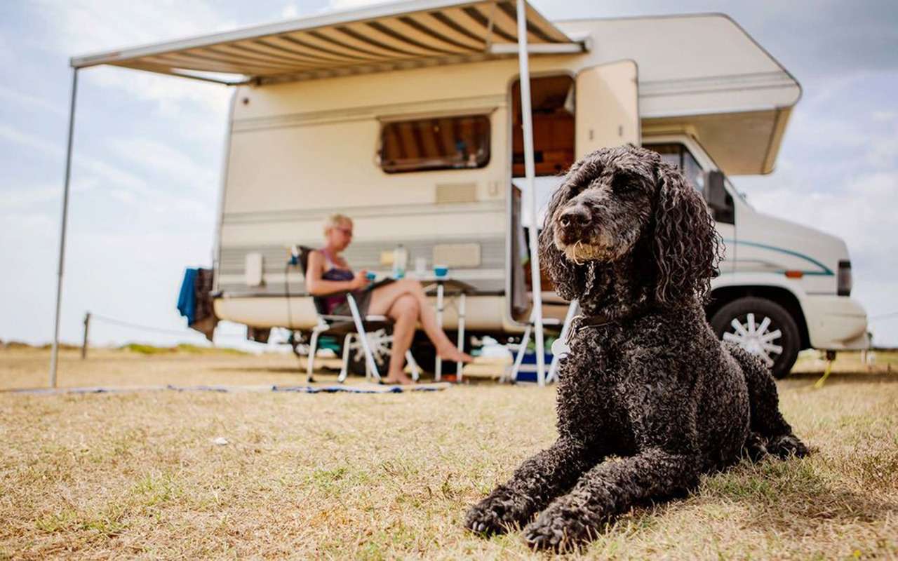 Возьми с собой питомца: топ-6 кемперов для собак