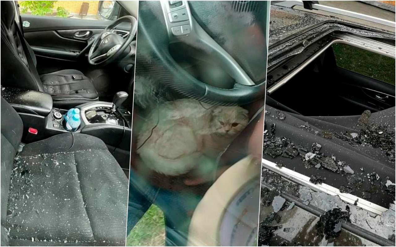 Кот выпал с 23-го этажа на машину и остался жив – видео