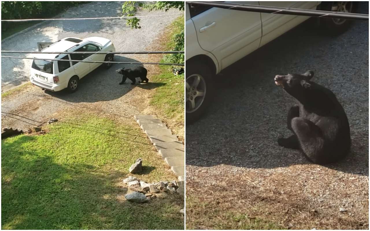 Вот это видео! Дикий медведь обыскивает автомобиль