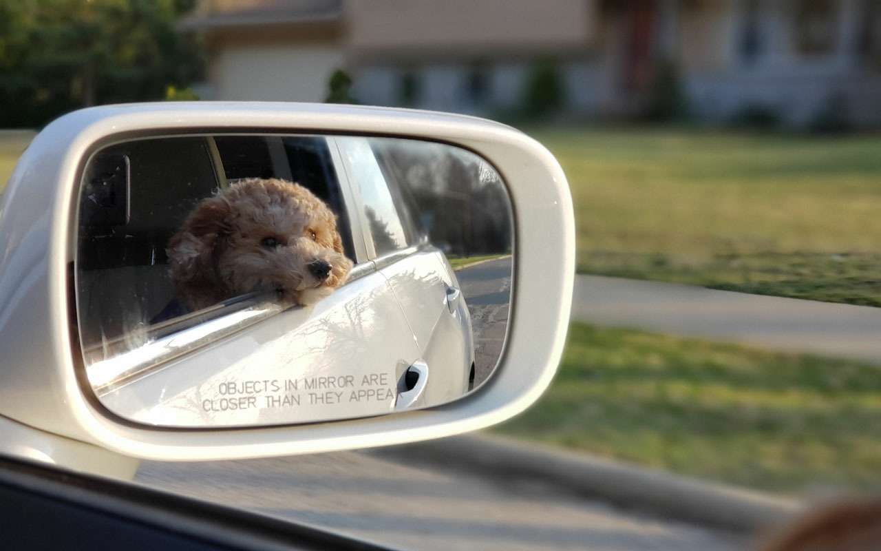 Как собака в машине влияет на водителя — исследование