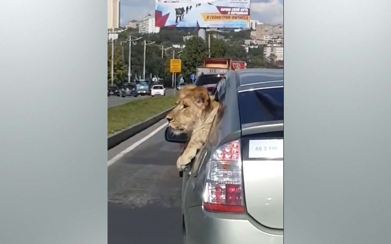 По городу возили… льва!