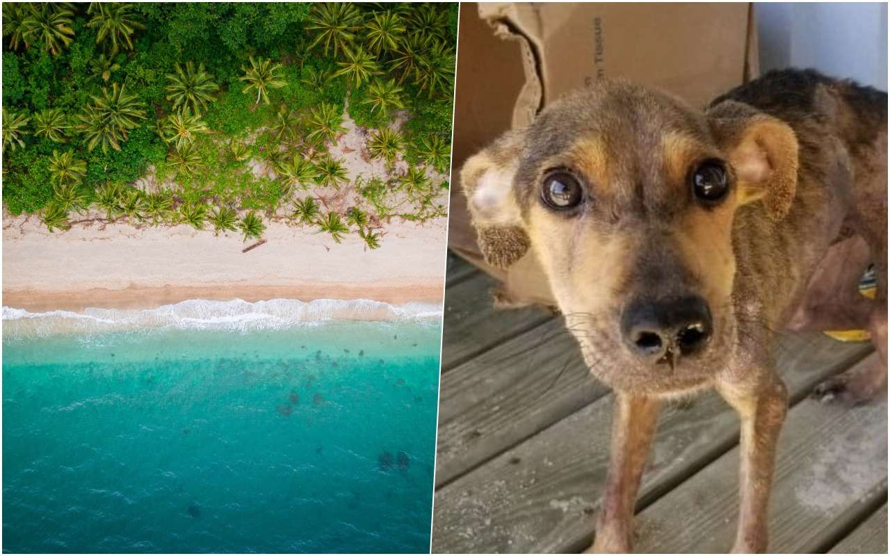 Мужчина спас собаку, оказавшуюся на необитаемом острове