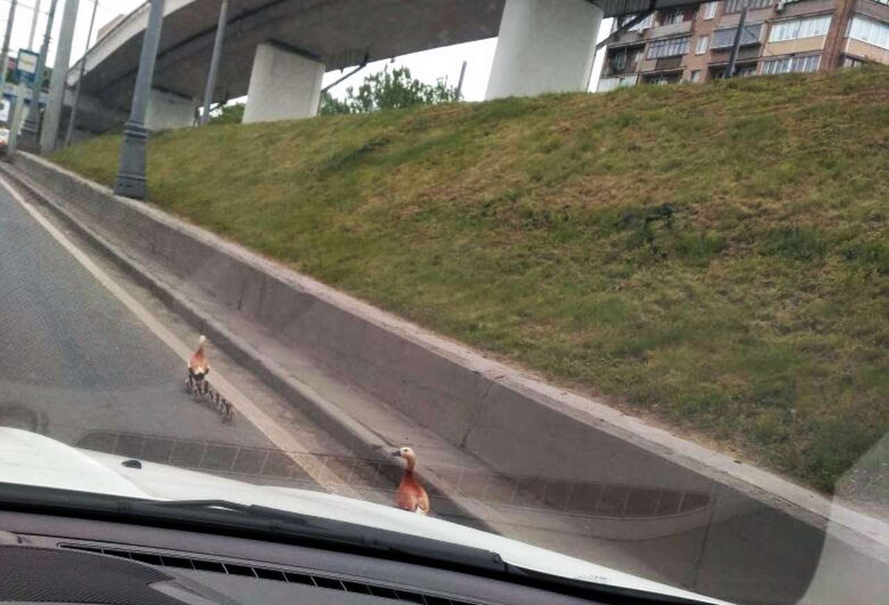 В Москве по Ленинградке гуляют утки. Куда они идут?