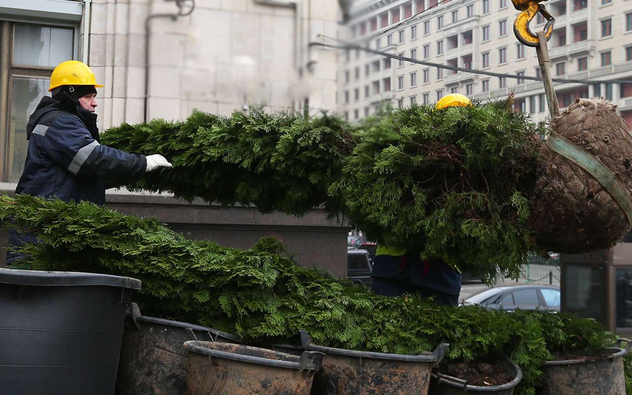 Кусты вместо дорожных ограждений и другие сюрпризы новых ГОСТов