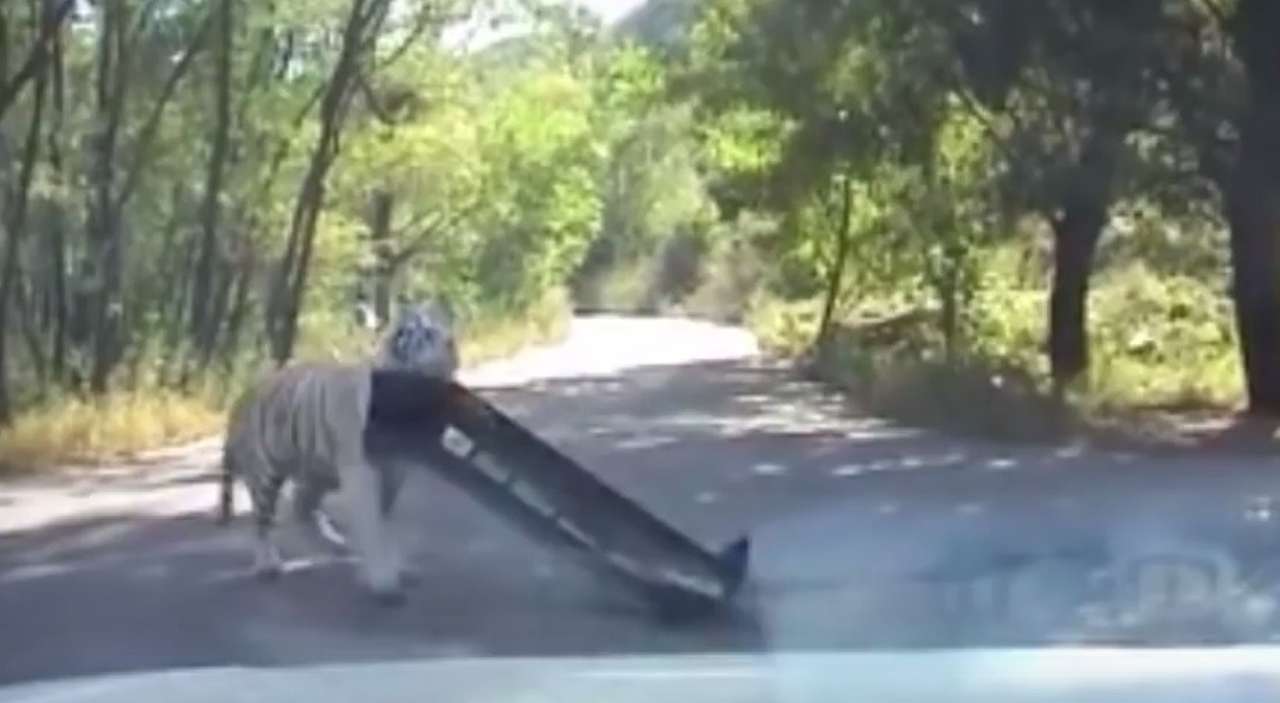 Volkswagen на завтрак: тигр попробовал автомобиль на вкус