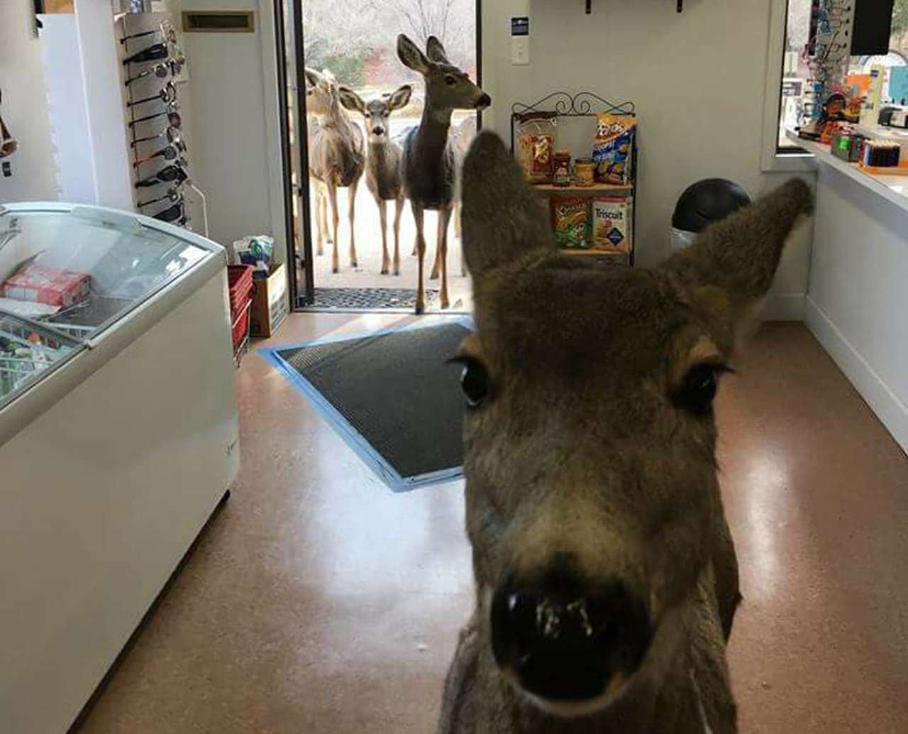 Новогодняя милота: олени клянчат шоколадки на АЗС