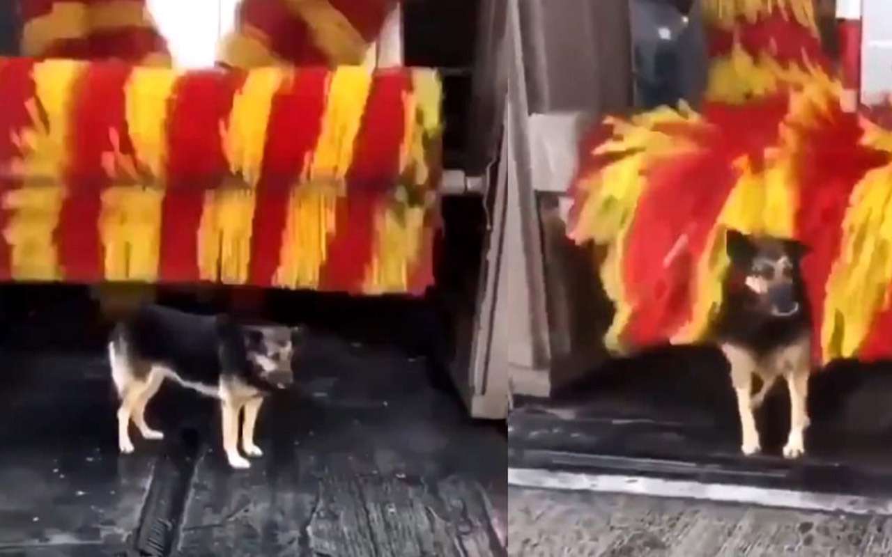 Погладь меня, а то найду замену: эти умные бродячие собаки