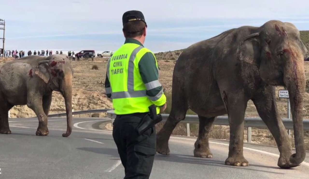Спасти рядового слона. Не самое обычное ДТП