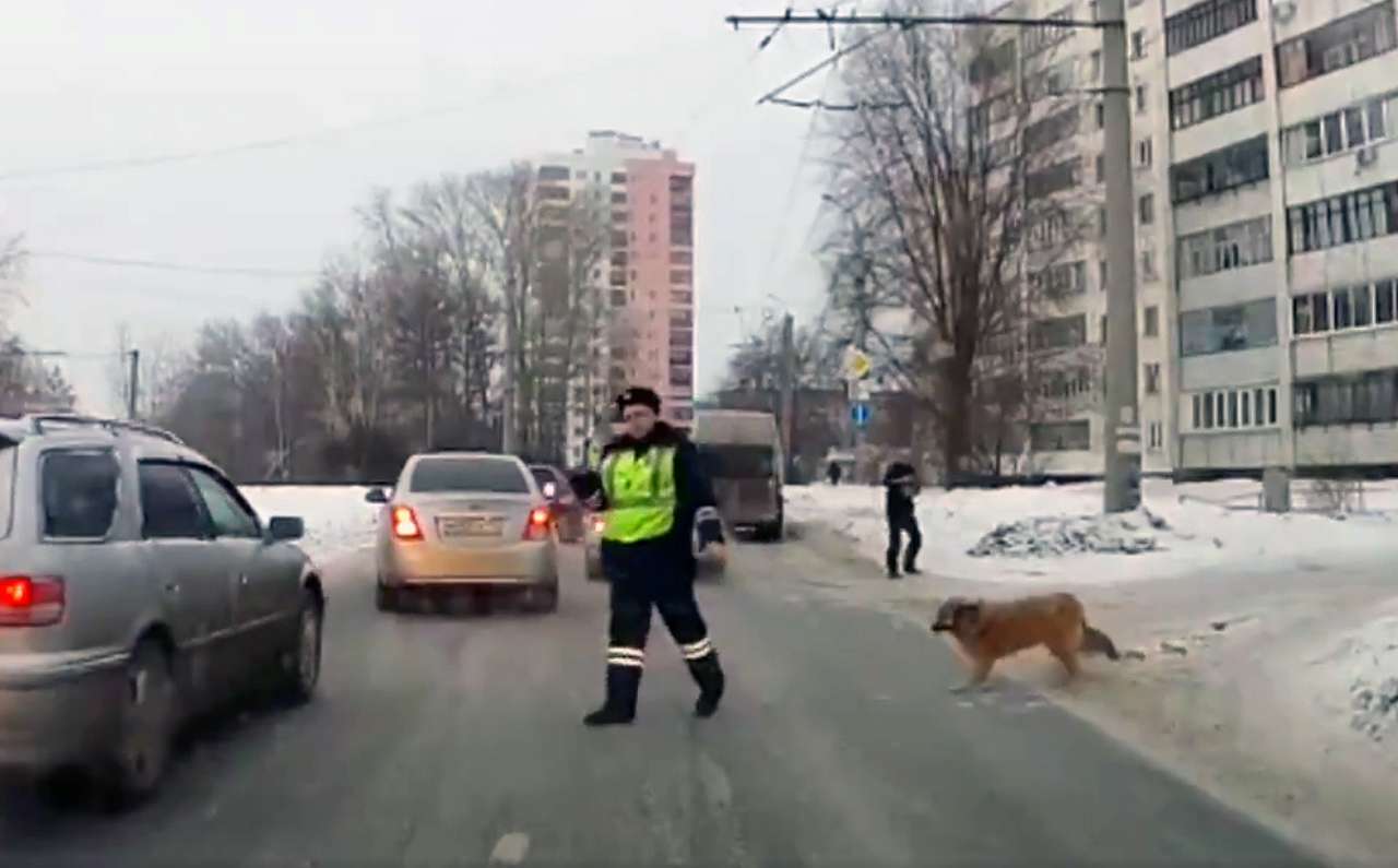 Полицейский рассказал, почему ради собаки остановил поток машин