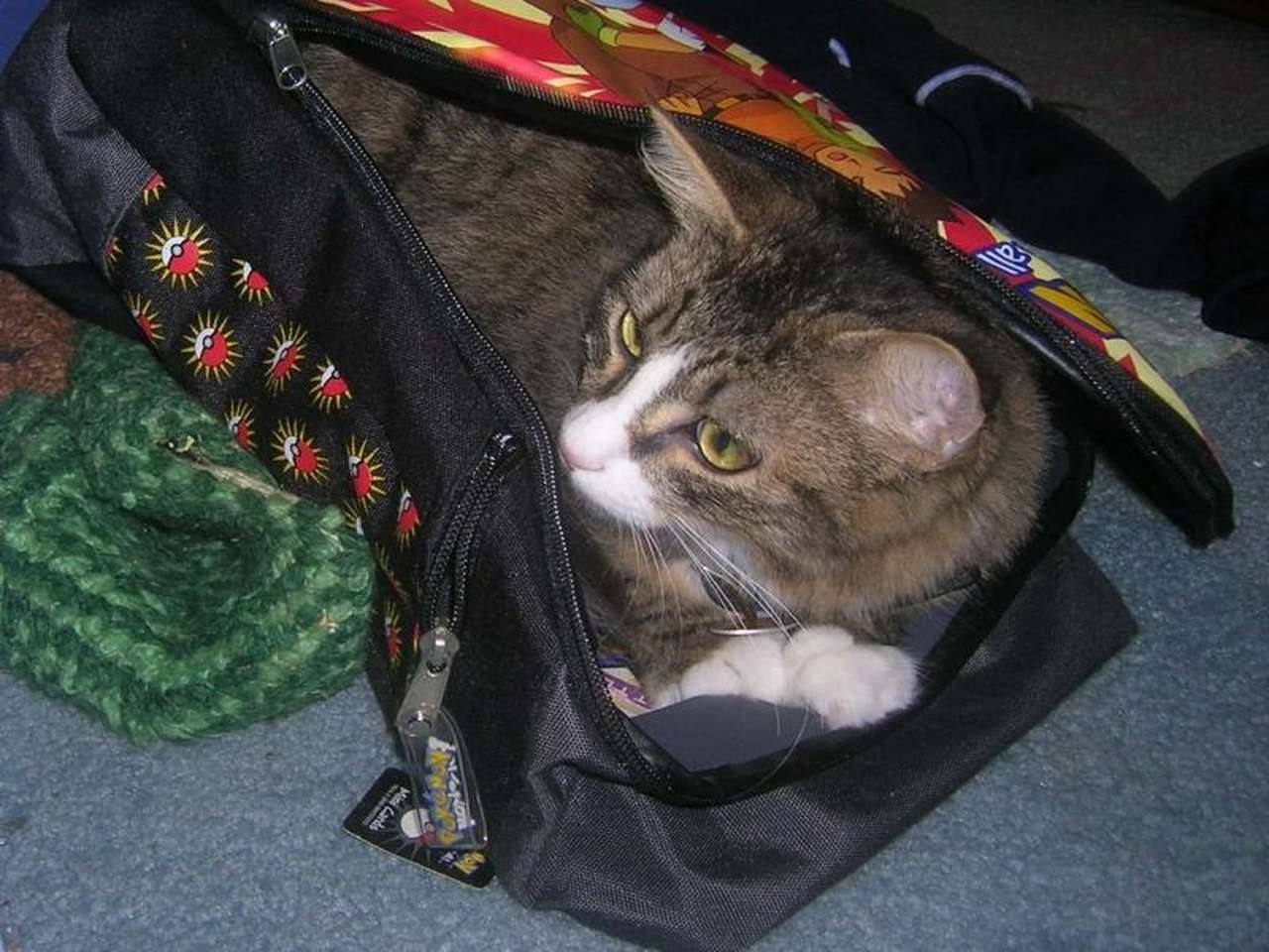 Инспектор, лампочка и кот в сумке