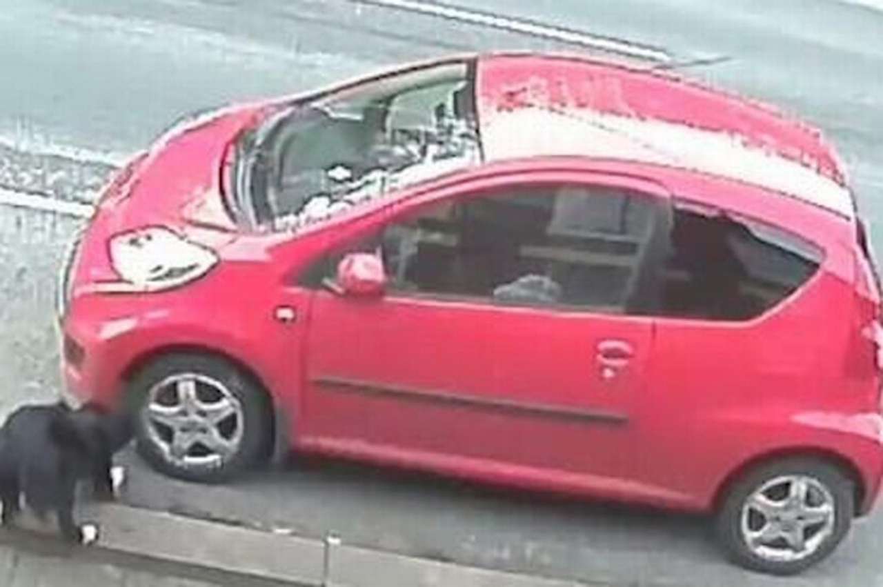 Автомобильный вандал оказался собакой