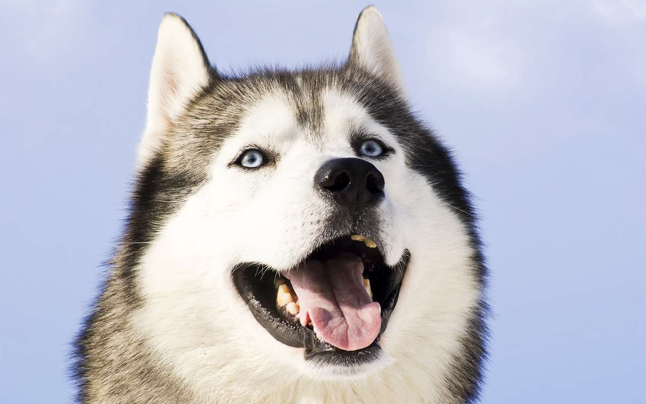 Очевидное и невероятное: московский полицейский сбил пенсионерку на собачьей упряжке