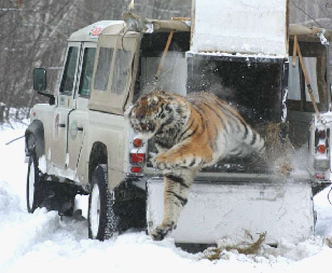 Land Rover спас сибирского тигра