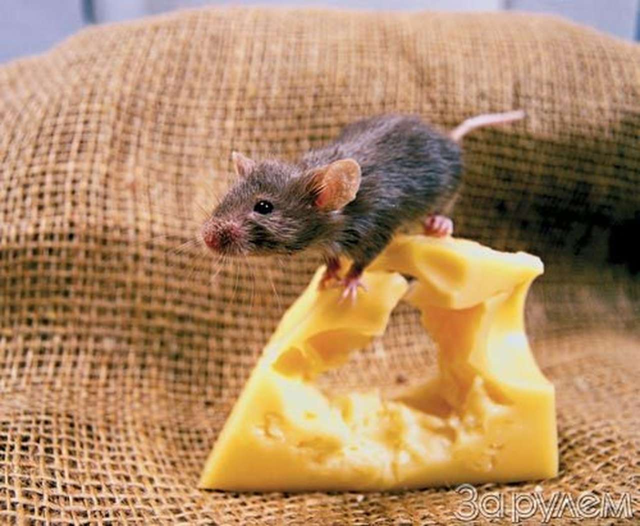 До первой дырки