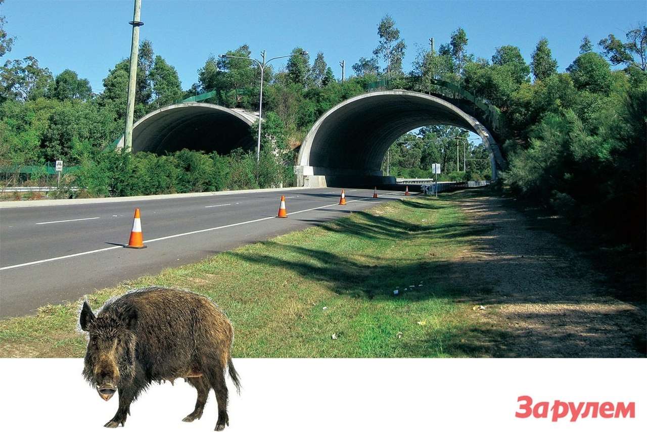 Отдельные экодуки предусмотрены для белок, опоссумов и им подобных. Это всего-навсего канаты, натянутые между деревьями на противоположных сторонах дороги. В качестве дополнительных опор используют обычные столбы. 