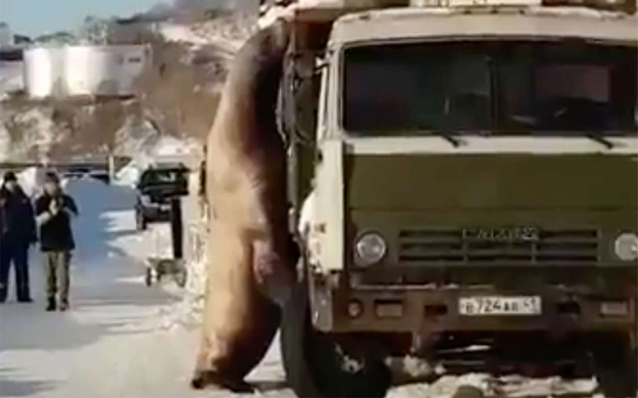 Морской лев решил полакомиться рыбой прямо из кузова КАМАЗа