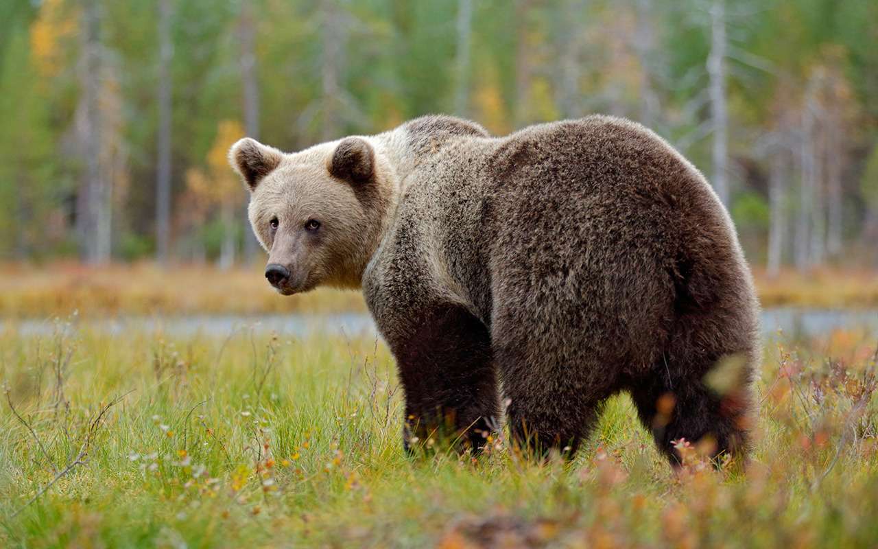Аттракцион невиданной смелости: покорми мишку из окна
