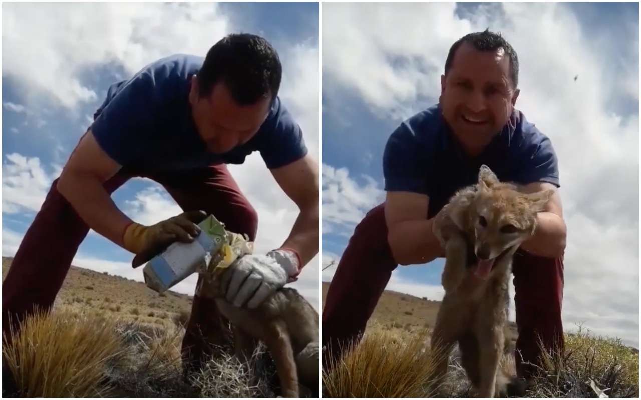 Водитель грузовика спас дикого лиса от молочного пакета