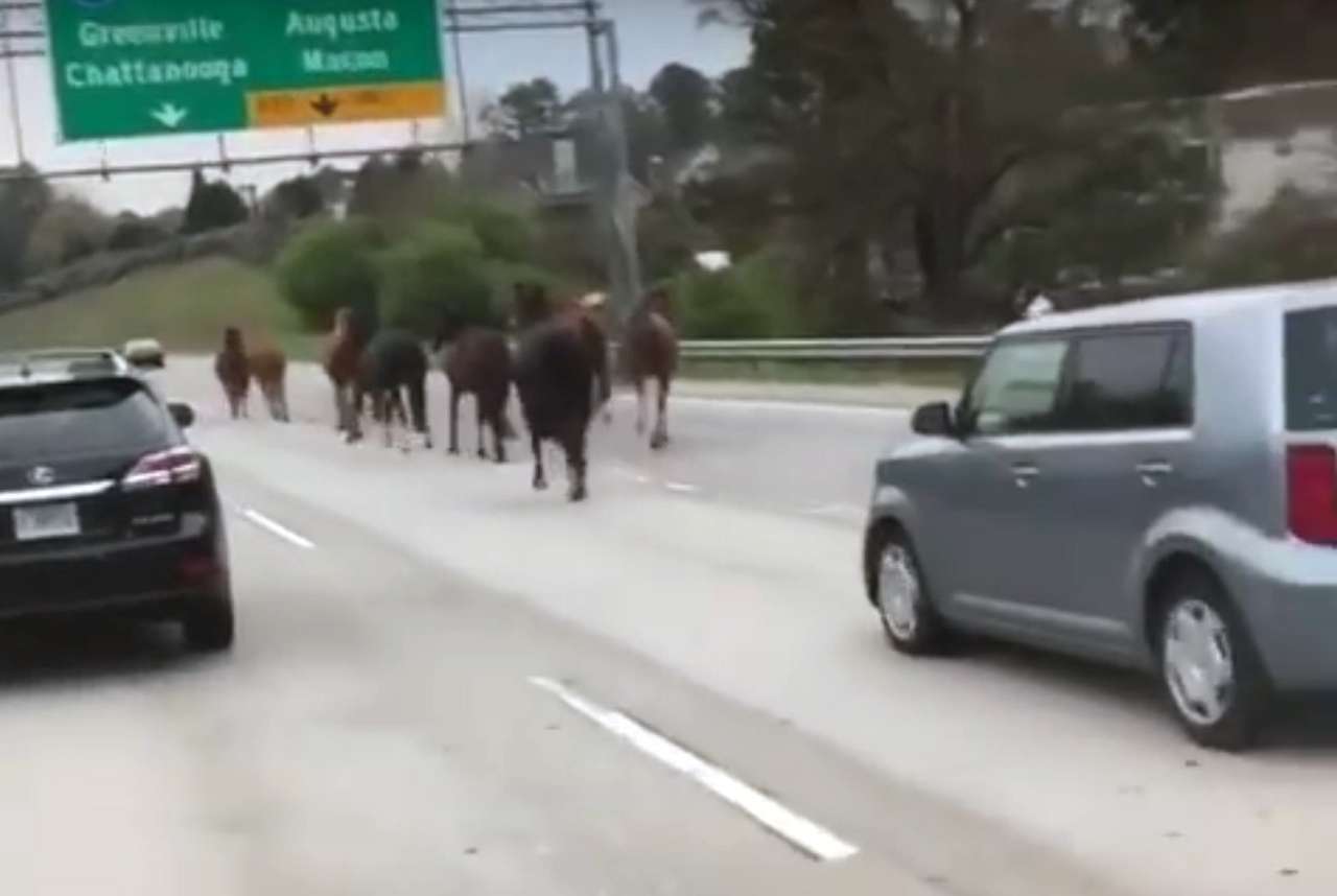 Табун лошадей успешно парализовал движение на автостраде
