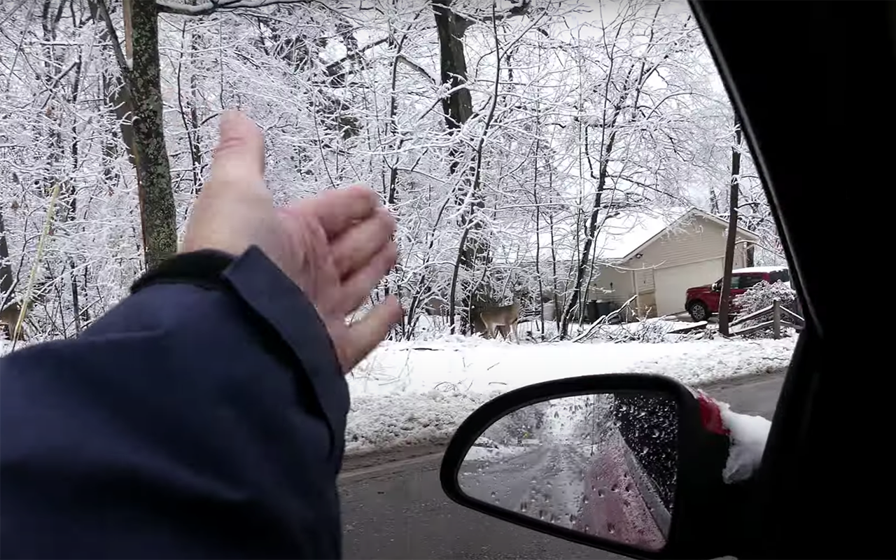 Водителю удалось договориться с оленями