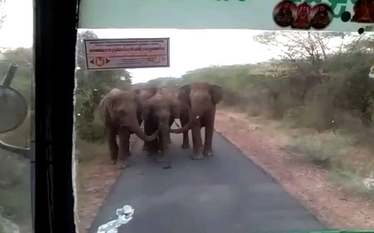 Атака ушастых: этим слонам не понравился автобус