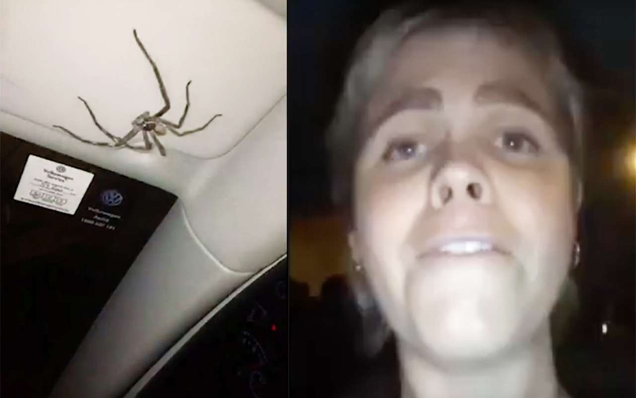 И тут я вижу, как ЭТО смотрит на меня... Девушка и паук в одном автомобиле