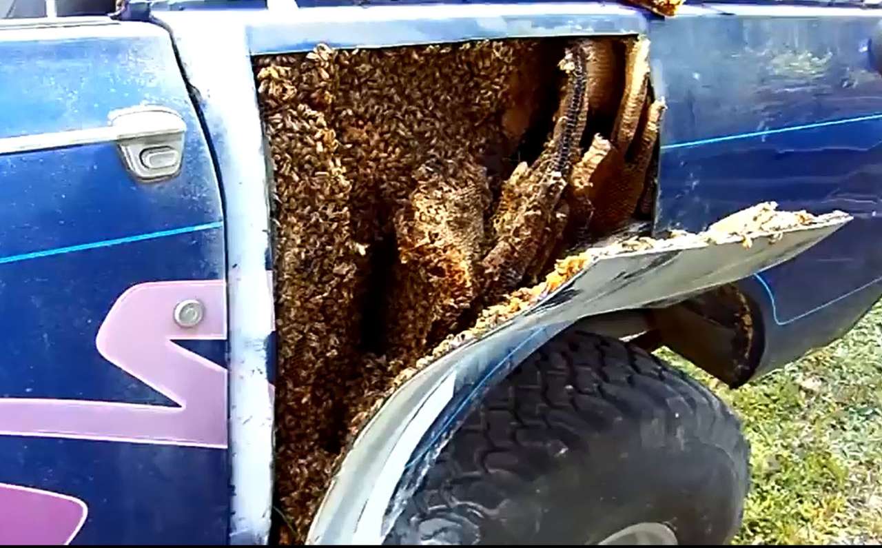 Пчелы проехали более тысячи километров внутри старого пикапа (ВИДЕО)
