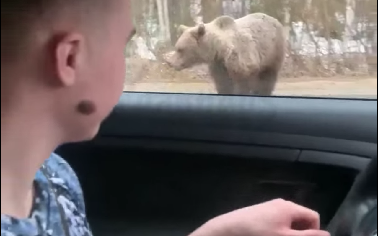 На трассе дежурит медведь и просит водителей, чтобы его угостили (видео)
