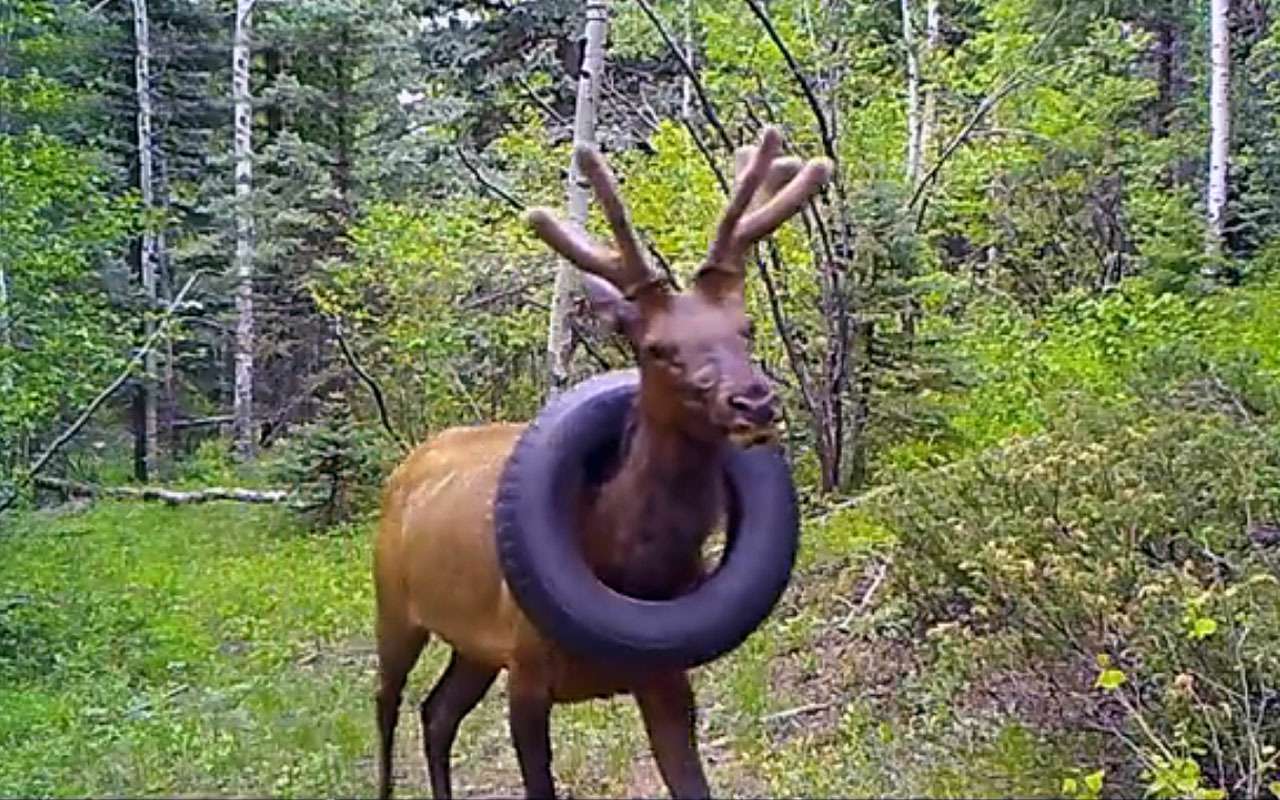 1,5 года колонии: водитель сбил лося, но забыл сделать главное