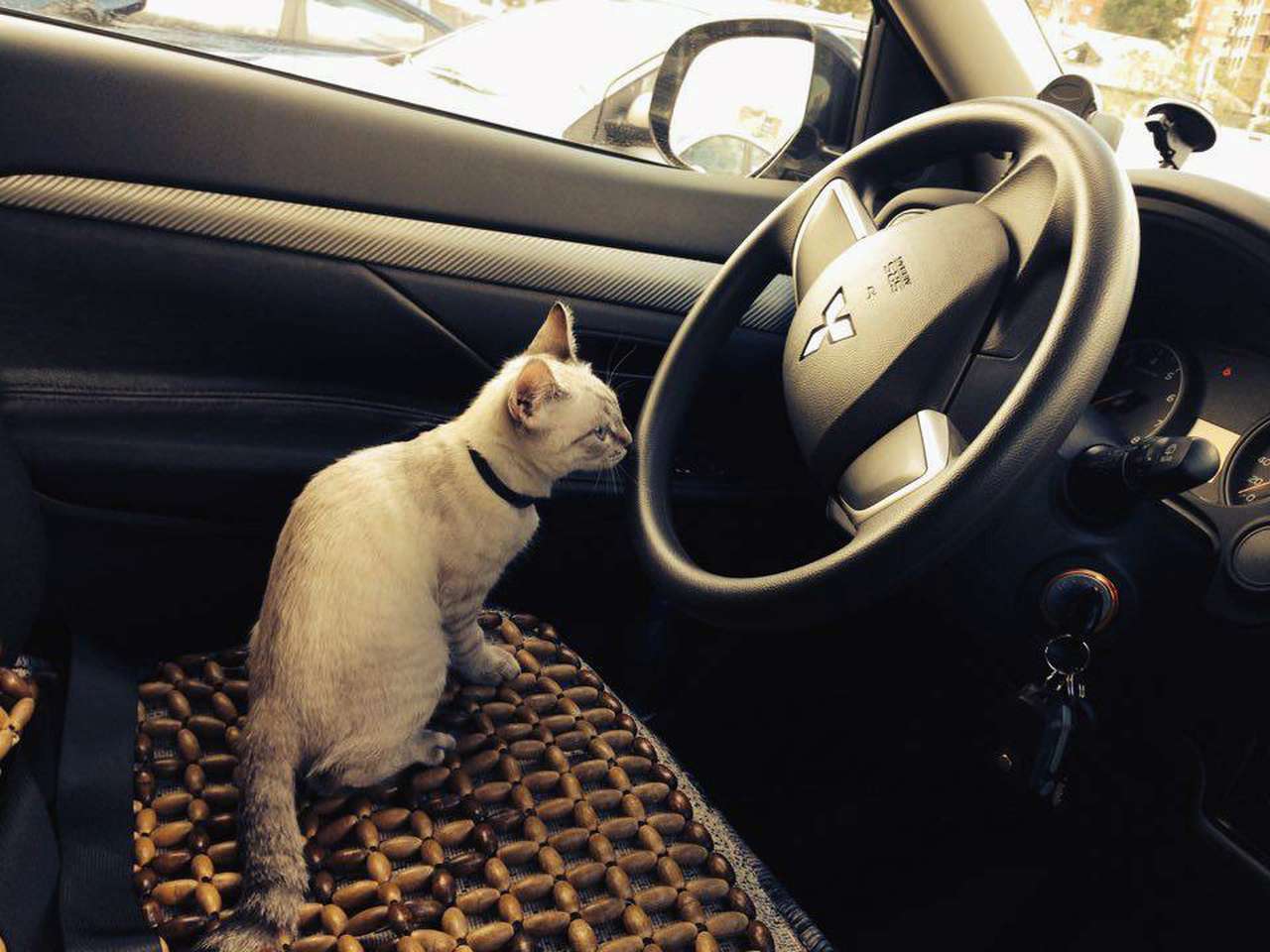 Четвероногих пассажиров обяжут путешествовать на авто в переносках