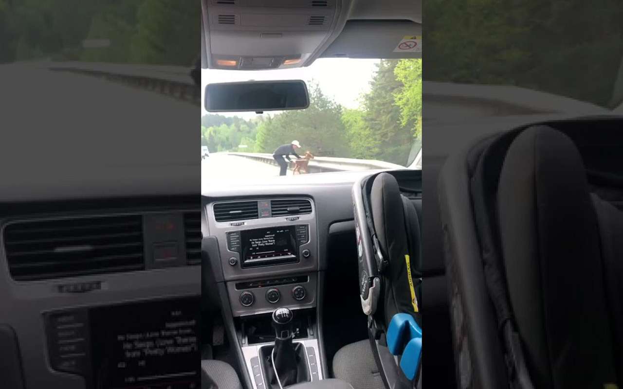 Милота: водитель остановился и помог лосенку преодолеть барьер на пути