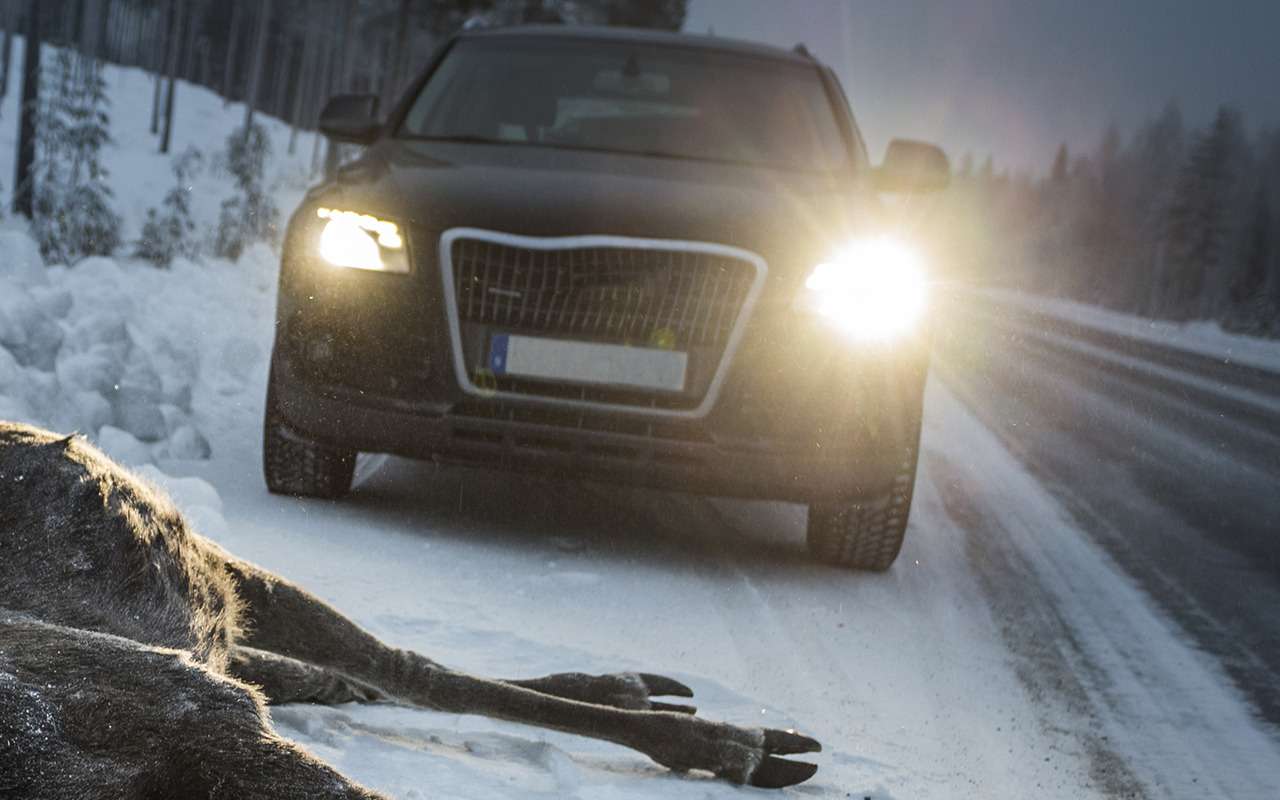 Кабан - 30 000, волк - 200... Штрафы за сбитых животных