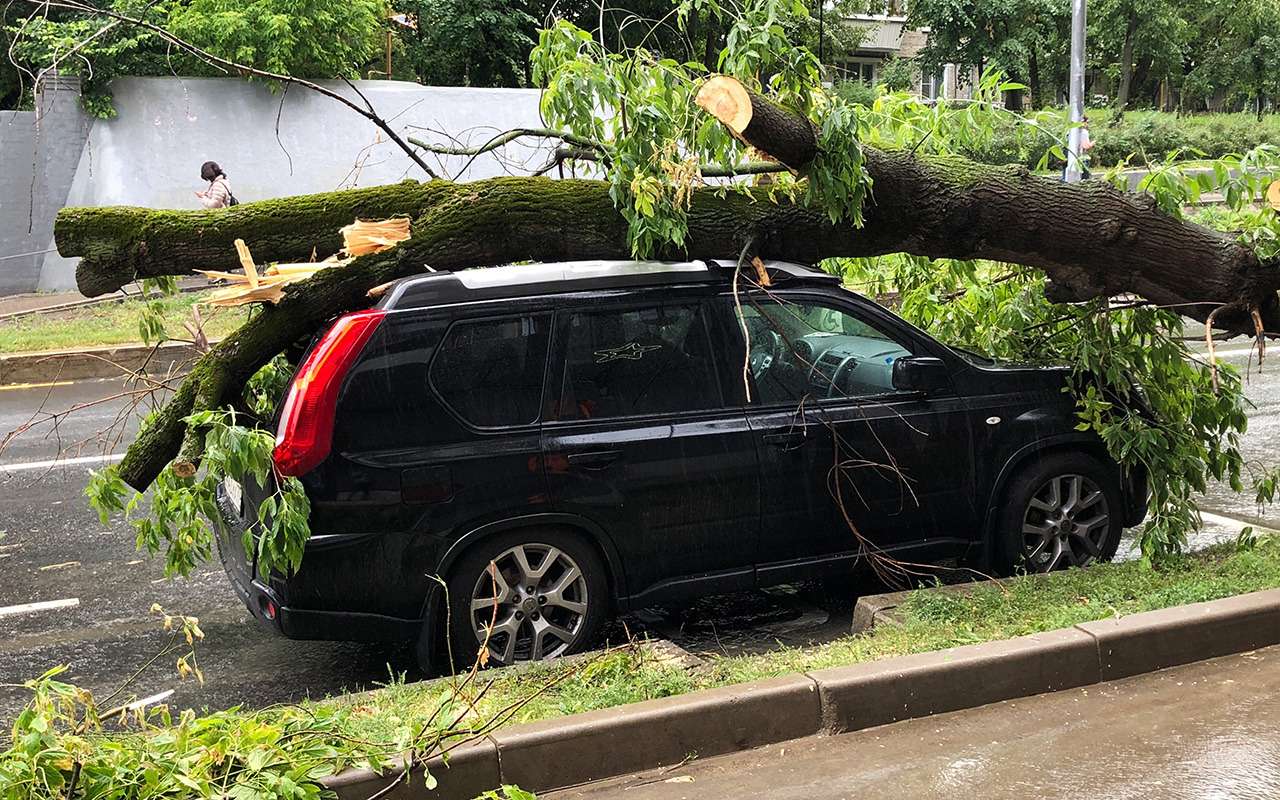 Стихия раздавила автомобиль? Кто ответит за упавшее дерево
