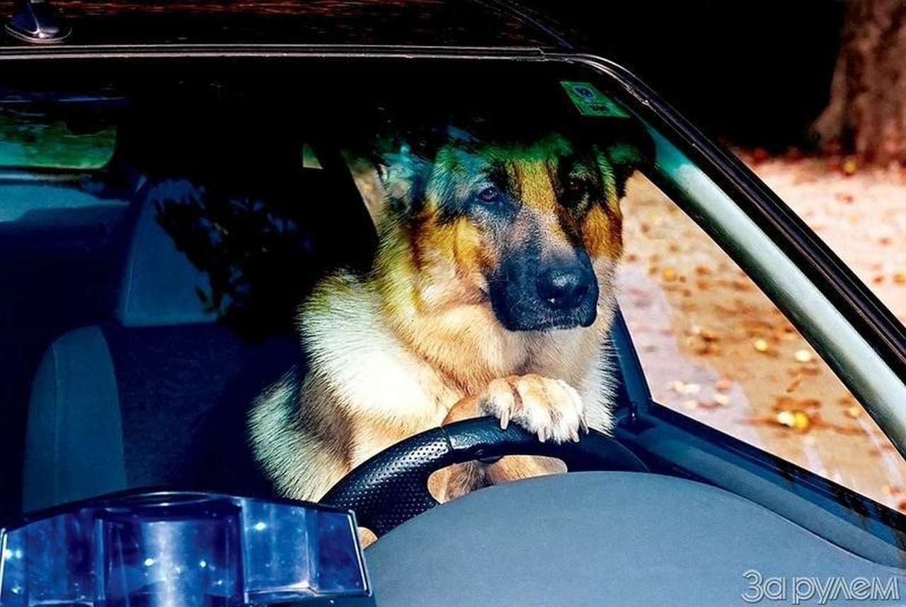 Крючок на гнилой калитке