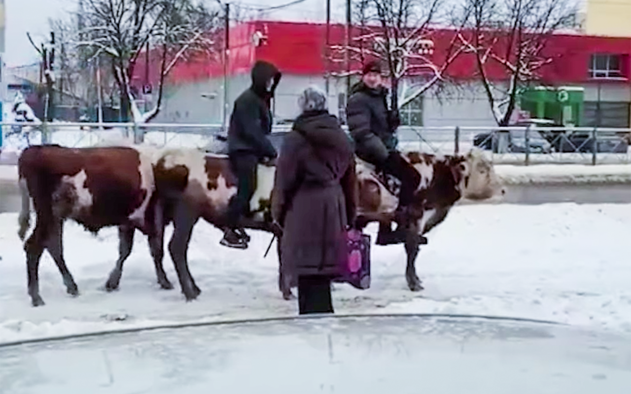 Для передвижения по Брянску горожане используют быков (видео)