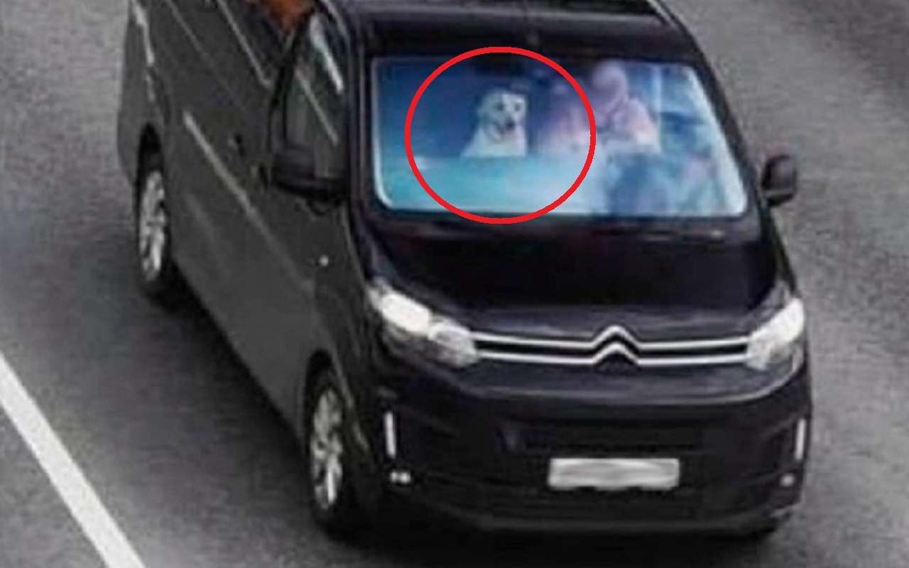 Штраф за собаку в салоне? Да запросто!