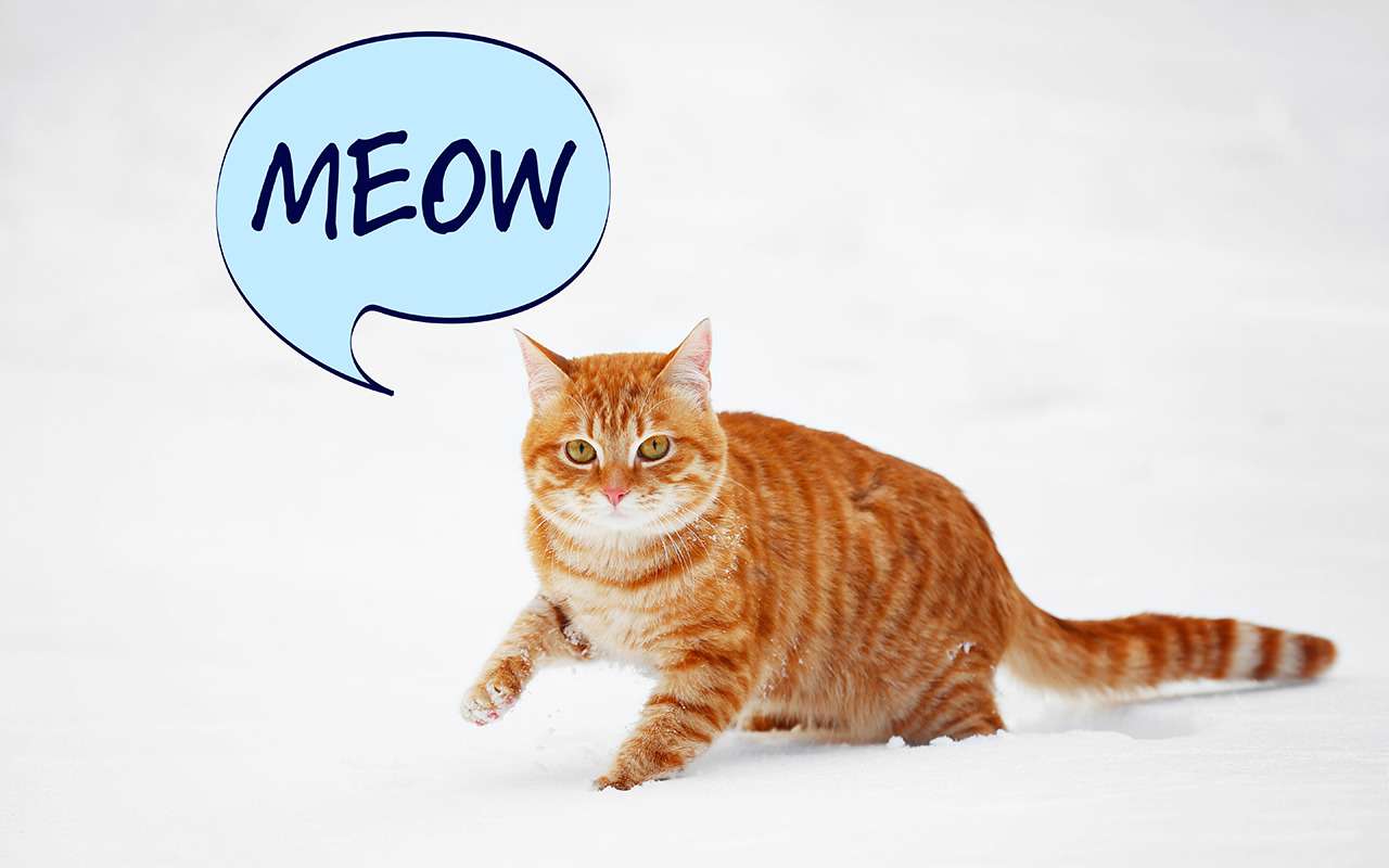 На камеру видеорегистратора попал кот, который соблюдает ПДД