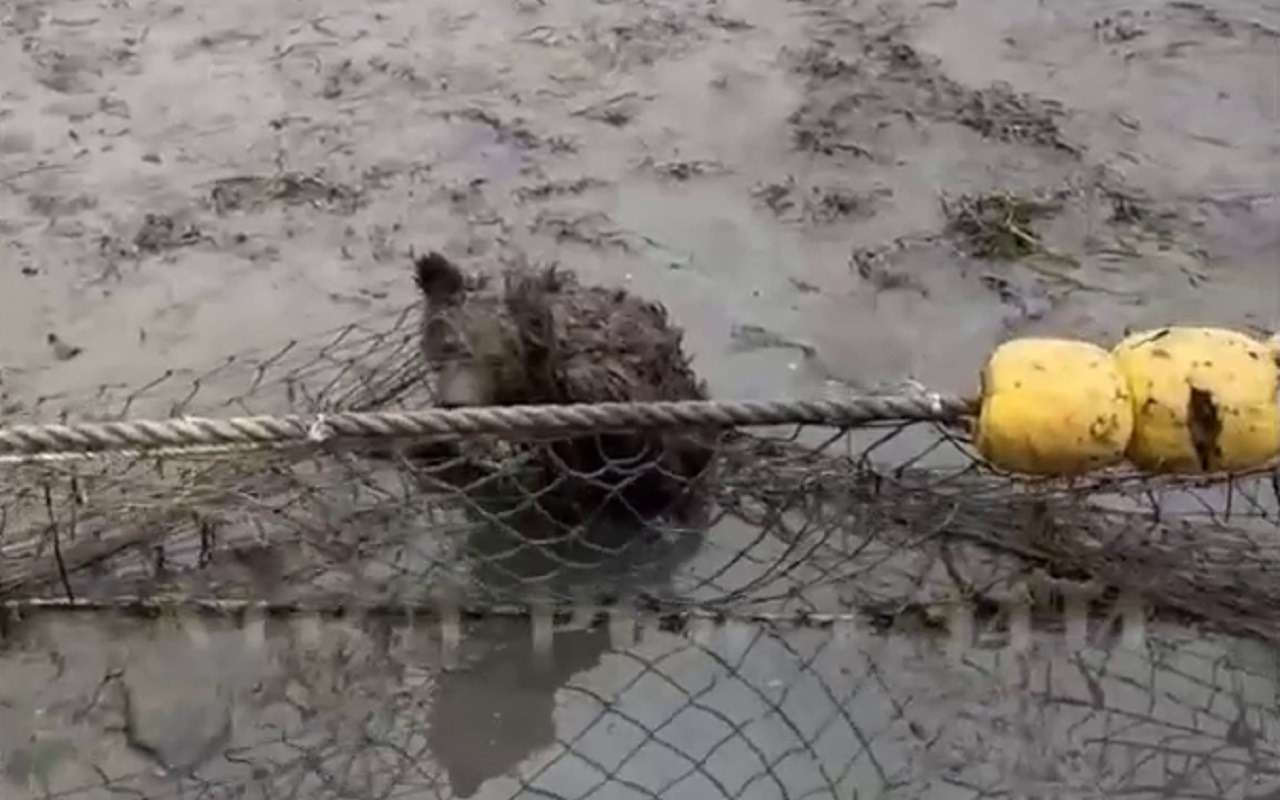 Полицейские на снегоболотоходе спасают попавшего в беду медвежонка (видео)