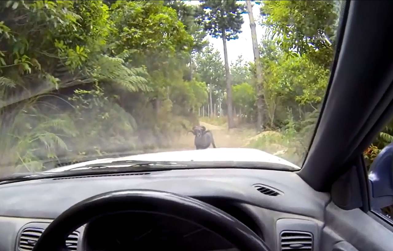 Баран против автомобиля (ВИДЕО)