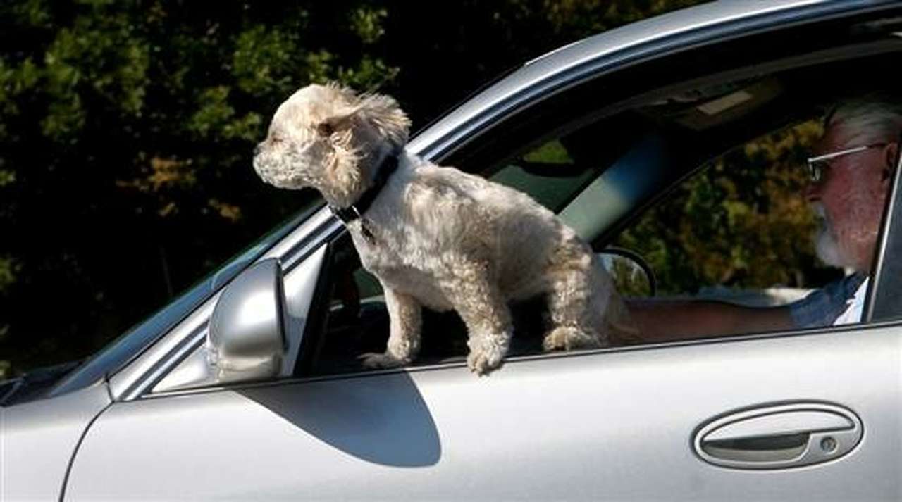 Домашние питомцы повышают риск попасть в ДТП