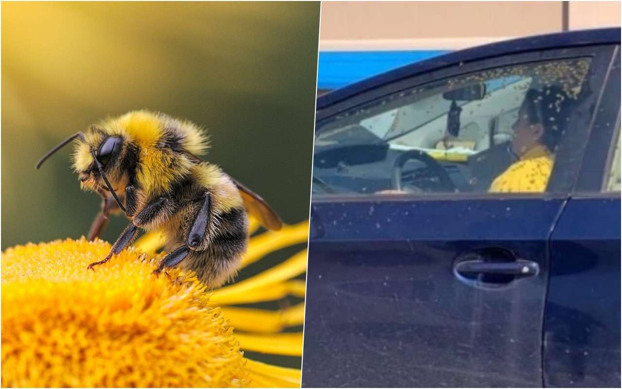 Пчелы летали по салону, а водитель болтала по телефону