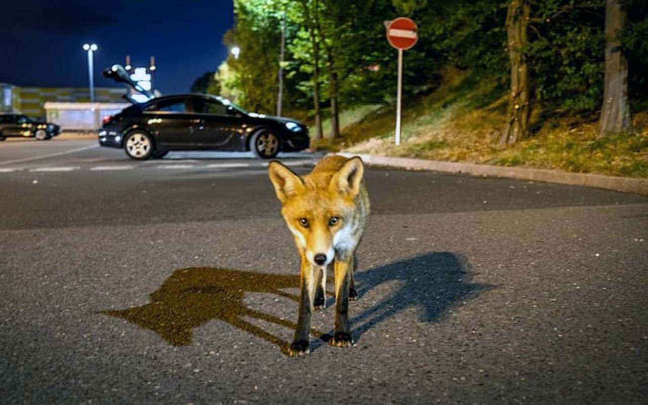 Лисы «подсели» на тормозную жидкость и грызут машины