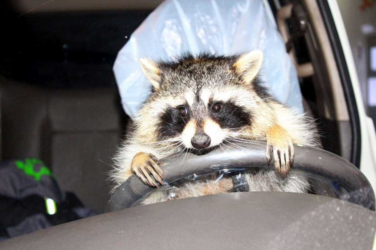 На службе у ГИБДД: собака и енот учат правилам поведения за рулем