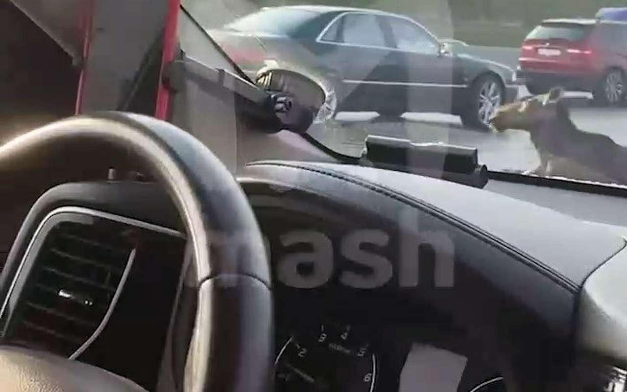 Лось выбежал на МКАД и попал под колеса