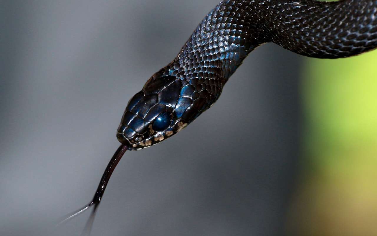 Необычный попутчик: австралийка нашла в машине ядовитую змею и стала с ней дружить