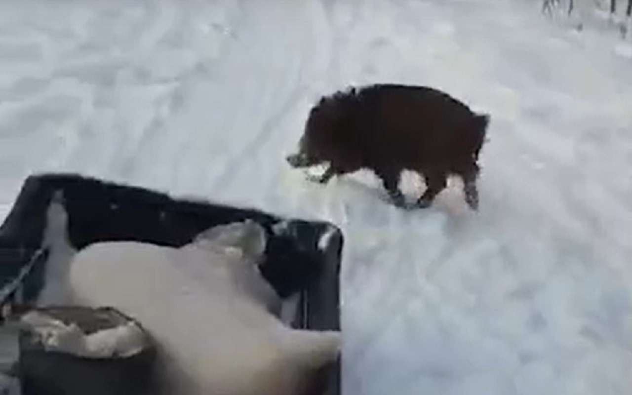 Дикий кабанчик решил прокатиться на мотосанях