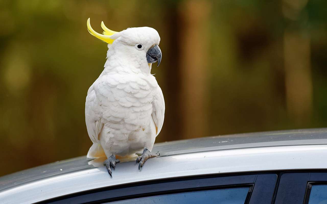 Как правильно перевезти птицу — 5 советов эксперта