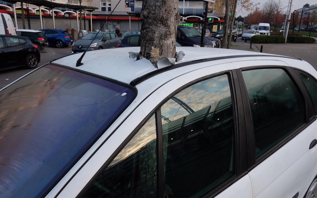 Дерево насквозь пронзило машину — как это? Видеозагадка
