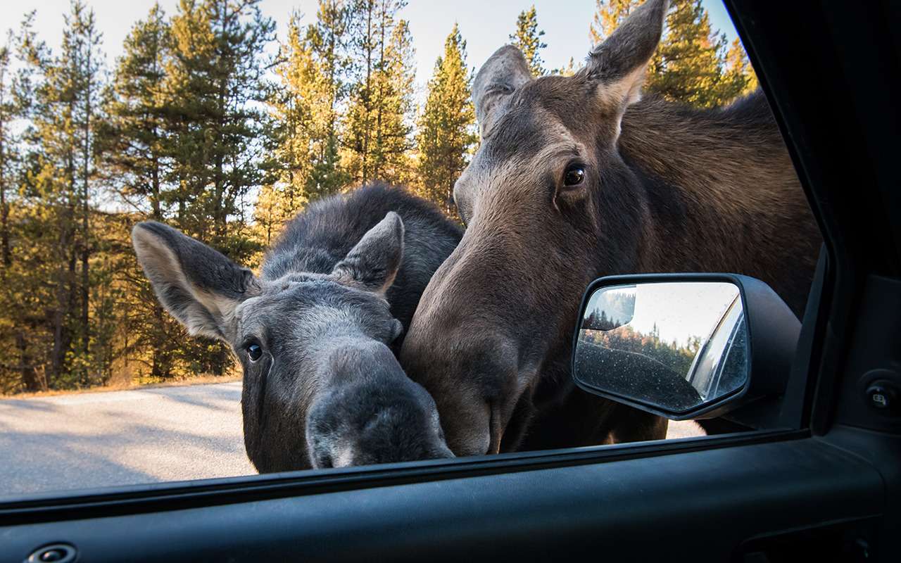 И лося не поел, и прав лишился: вынесен приговор депутату Рашкину