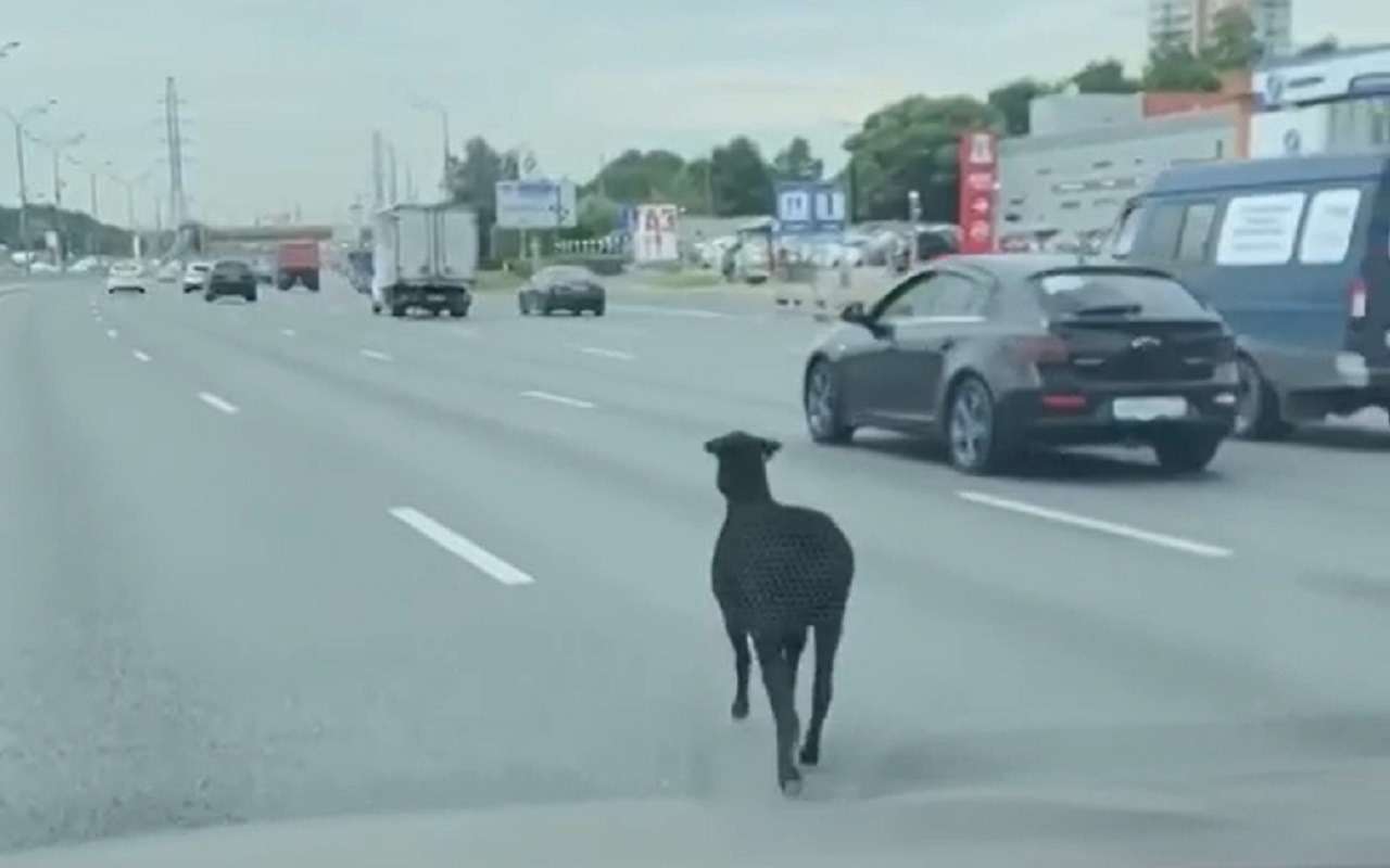 Московская традиция: баран бежит по МКАДу (видео)